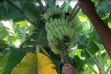 Banana tree